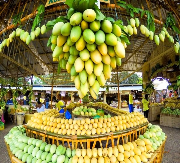 Freshly harvested Guimaras mangoes displayed at a local plantation in Guimaras Island, Philippines, renowned for producing the sweetest mangoes in the world.